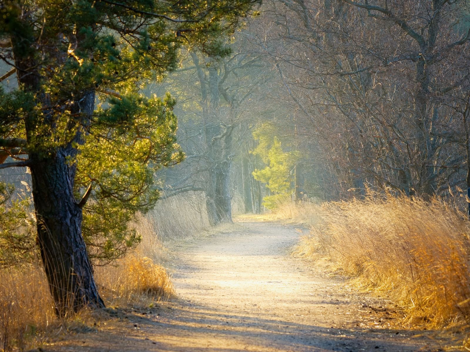 Sendero de arena que se curva entre árboles claros, con luz cálida y neblina suave